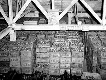 Apple Crates